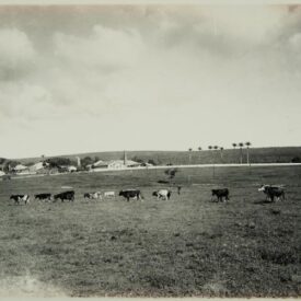 Imagem padrão